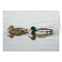Patos silvestres tarjeta
