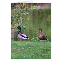 Patos Tarjeta