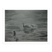 Patos Tarjeta Postal