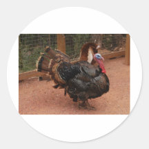 pavo, acción de gracias etiqueta redonda
