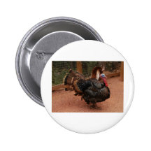 pavo, acción de gracias pins