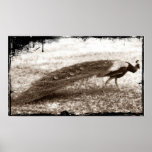 pavo real antiguo poster