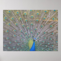 Pavo real (ascendentes cercanos) poster