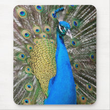 Pavo real azul indio alfombrillas de ratón