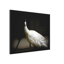 Pavo real blanco hermoso lona estirada galerías