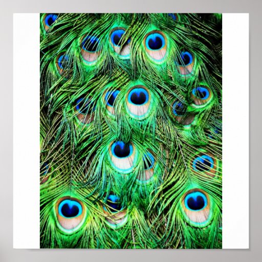 Pavo real bonito posters