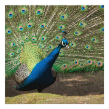 Pavo real comunicado
