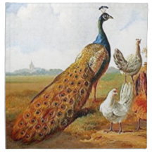 Pavo real con las gallinas servilletas