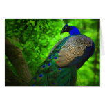 pavo real encima de un árbol tarjetas