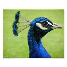 Pavo real fotografia