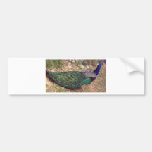 Pavo real francés pegatina de parachoque