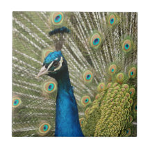 Pavo real hermoso tejas  cerámicas
