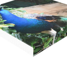 Pavo real lienzo envuelto para galerias