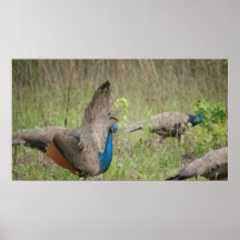 Pavo real impresiones