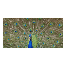 Pavo real tarjetas con fotos personalizadas