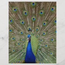 Pavo real tarjetas publicitarias