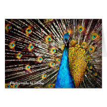 Pavo real tarjetón