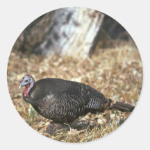 Pavo salvaje de Merriams, gallina Etiquetas