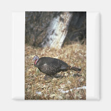 Pavo salvaje de Merriams, gallina Imanes Para Frigoríficos