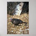 Pavo salvaje de Merriams, gallina Impresiones