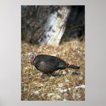 Pavo salvaje de Merriams, gallina Impresiones