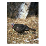 Pavo salvaje de Merriams, gallina Postales