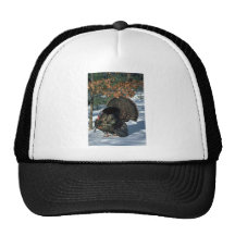 Pavo salvaje del este, gobbler enorme en puntal ll gorros  