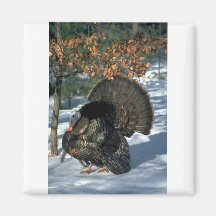 Pavo salvaje del este, gobbler enorme en puntal ll imanes para frigoríficos