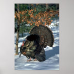 Pavo salvaje del este, gobbler enorme en puntal ll impresiones