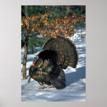Pavo salvaje del este, gobbler enorme en puntal ll impresiones