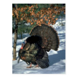Pavo salvaje del este, gobbler enorme en puntal ll tarjeta postal
