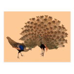 Pavos reales adaptables del asiático del vintage tarjeta postal