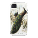 Pavos reales de reclinación - personalizar vibe iPhone 4 funda