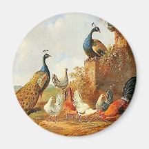 Pavos reales y pollos iman de nevera