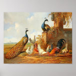 Pavos reales y pollos posters