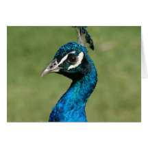 Peackock azul felicitaciones
