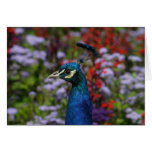 Peafowl Tarjetón