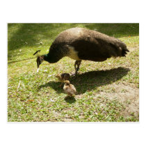 Peahen con los polluelos tarjetas postales