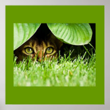 Peekaboo Impresiones