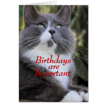 Pega la tarjeta de cumpleaños del gato. - ffor cua