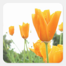 pegatina anaranjado del tulipán