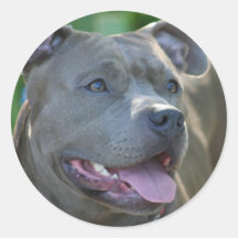 Pegatina azul del pitbull