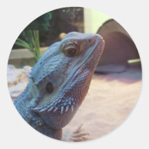 Pegatina barbudo del dragón