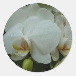 Pegatina blanco de la orquídea pegatinas