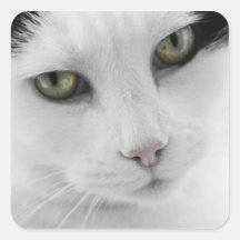 Pegatina blanco del gato