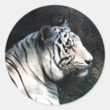 Pegatina blanco del tigre