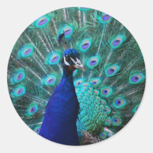 Pegatina bonito del pavo real