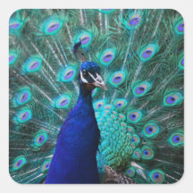 Pegatina bonito del pavo real
