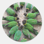 Pegatina de Australia de los loros de Lincoln del  pegatinas