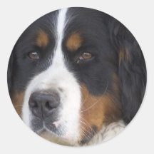 Pegatina de Berner Sennenhund